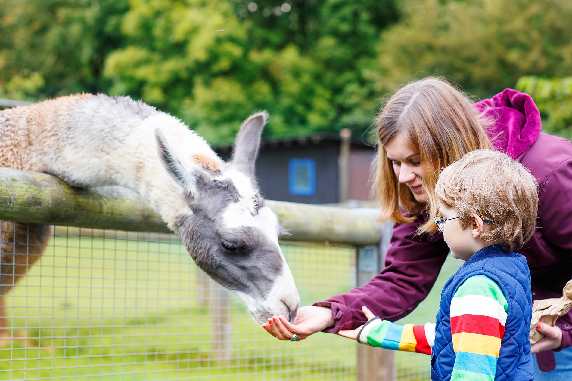 Adorable, adult, animal, blond, boy, casual, child, childhood, colorful, countryside, curiosity, cute, day, family, farm, feed, female, friendly, fun, hands, happiness, happy, horns, interacting, kid, lama, lifestyle, male, mammal, mother, mum, nature, outdoor, parent, park, people, pet, relationship, son, toddler, together, touch, woman, young, zoo